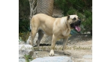 Dogo Canario. Khiara De La Isla De Los Volcanes.
