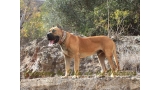 Dogo Canario. Tajan De La Isla De Los Volcanes.