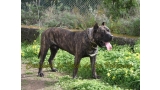 Dogo Canario. FRANCO DE LA ISLA DE LOS VOLCANES con 19 meses.