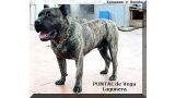 Dogo Canario. Fotos Historicas. Puntal.