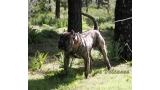 Dogo Canario. Faraon De La Isla De Los Volcanes.