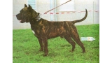 Dogo Canario. Barón II.