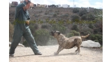 Dogo Canario. Faina De La Isla De Los Volcanes. Prueba de Caracter.