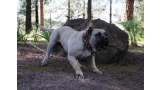 Dogo Canario. Vicky De La Isla De Los Volcanes en 2015.