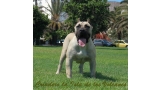 Dogo Canario. Vicky De La Isla De Los Volcanes con 12 meses.