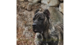 Dogo Canario. Havana De La Isla De Los Volcanes.