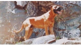 Dogo Canario. Fotos Historicas. Firpo.