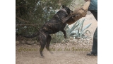 Dogo Canario. Yuma De La Isla De Los Volcanes. Prueba de Trabajo.
