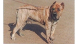 Dogo Canario. Fotos Historicas. Azano.