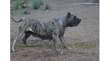 Dogo Canario. Faina De La Isla De Los Volcanes en 2012.
