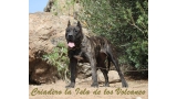 Dogo Canario. Caren De La Isla De Los Volcanes.