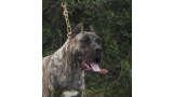 Dogo Canario. LLAIMA DE LA ISLA DE LOS VOLCANES con 10 meses.