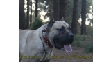 Dogo Canario. Vicky De La Isla De Los Volcanes con 15 meses.