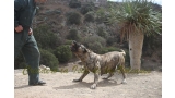 Dogo Canario. Faina De La Isla De Los Volcanes. Prueba de Caracter.