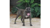 Dogo Canario. Cora De La Isla De Los Volcanes con 3 años.