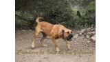 Dogo Canario. Tajan De La Isla De Los Volcanes.