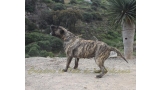 Dogo Canario. LLAIMA DE LA ISLA DE LOS VOLCANES con 20 meses.