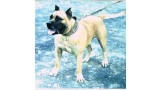 Dogo Canario.