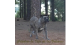 Dogo Canario. Faina De La Isla De Los Volcanes en 2012.