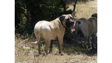 Dogo Canario. Ambar De La Isla De Los Volcanes.