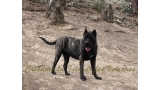 Dogo Canario. Yuma De La Isla De Los Volcanes en 2013.