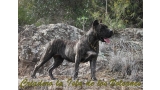 Dogo Canario. Cora De La Isla De Los Volcanes con 15 meses.