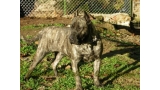Dogo Canario. Guaira De La Isla De Los Volcanes.