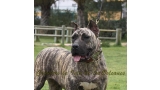 Dogo Canario. Ekaiza De La Isla De Los Volcanes.