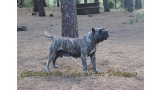 Dogo Canario. Faina De La Isla De Los Volcanes en 2012.
