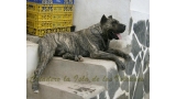 Dogo Canario. Taison De La Isla De Los Volcanes.