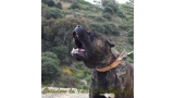Dogo Canario. FRANCO DE LA ISLA DE LOS VOLCANES.