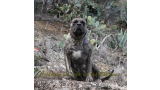 Dogo Canario. Faina De La Isla De Los Volcanes en 2013.
