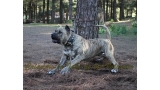 Dogo Canario. Estela De La Isla De Los Volcanes con 20 meses.