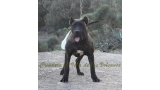 Dogo Canario. FANNY DE LA ISLA DE LOS VOLCANES de cachorra.