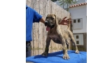 Dogo Canario. Estela De La Isla De Los Volcanes.