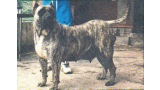 Dogo Canario. Julisa.