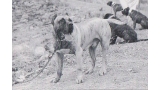 Dogo Canario. Fotos Historicas. Puntal.