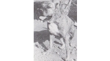 Dogo Canario. Fotos Historicas. Pepolin.