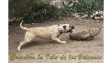 Dogo Canario. Agora De Isla De Los Volcanes.
