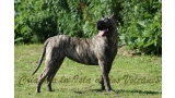 Dogo Canario. Ecora De La Isla De Los Volcanes.