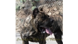 Dogo Canario. Faraon De La Isla De Los Volcanes con 17 meses.