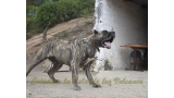 Dogo Canario. LLAIMA DE LA ISLA DE LOS VOLCANES con 20 meses.