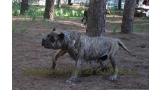 Dogo Canario. Faina De La Isla De Los Volcanes.