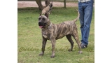Dogo Canario. Ekaiza De La Isla De Los Volcanes.