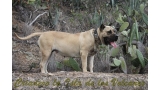 Dogo Canario. Agora De Isla De Los Volcanes.