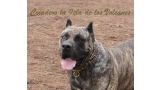 Dogo Canario. Faina De La Isla De Los Volcanes en 2012.