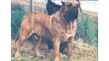 Dogo Canario. Nahai.