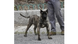 Dogo Canario. Haimar De La Isla De Los Volcanes.