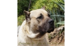Dogo Canario. Khiara De La Isla De Los Volcanes.