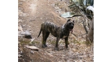 Dogo Canario. Faina De La Isla De Los Volcanes de cachorra.